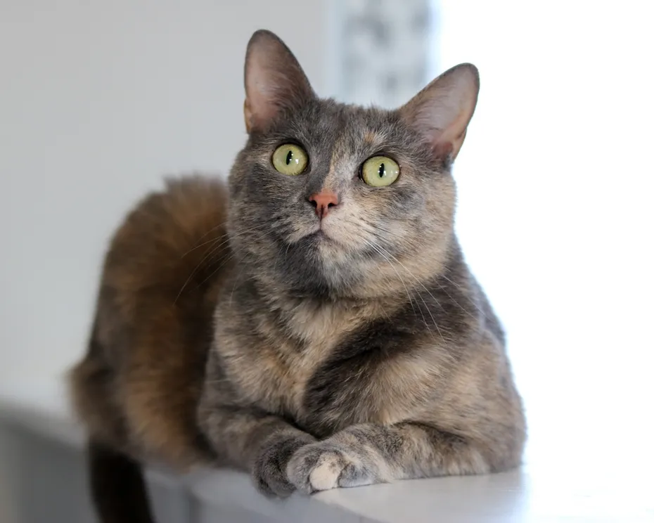 Diluted Tortie with green eyes laying down on a railing
