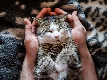 10 Proven Ways to Spoil Your Cat
