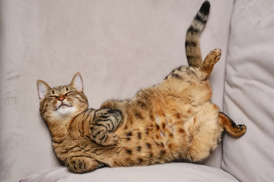 silly tabby cat laying on couch happy_