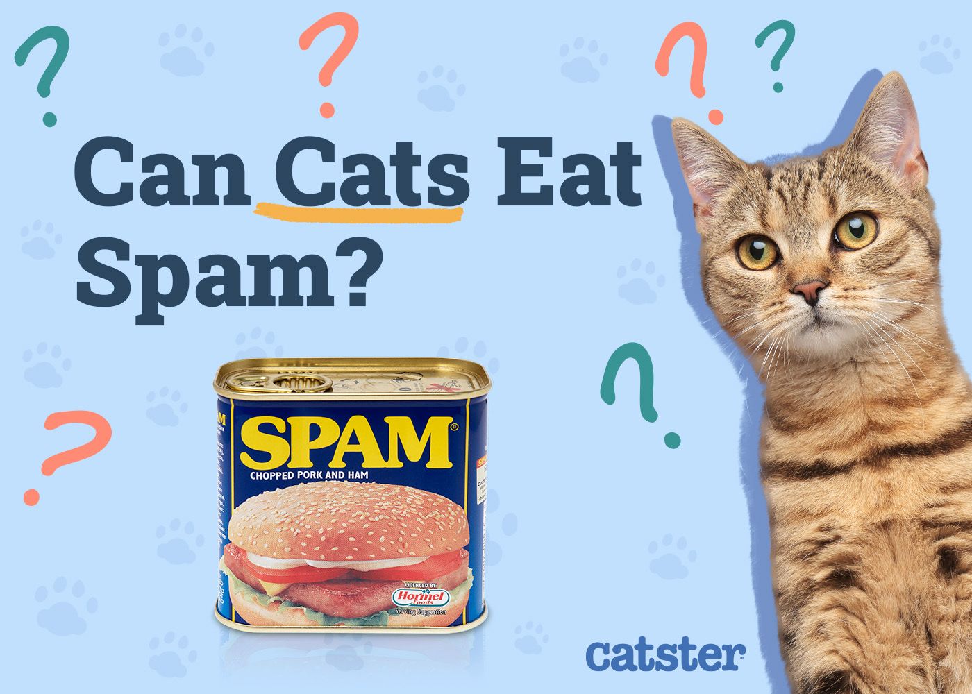 Can Cats Eat Spam? Our Vet Answers & Explains
