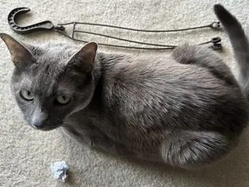 Homemade Cat Toys vs Commercial Toys: Olga’s Unusual Favorites