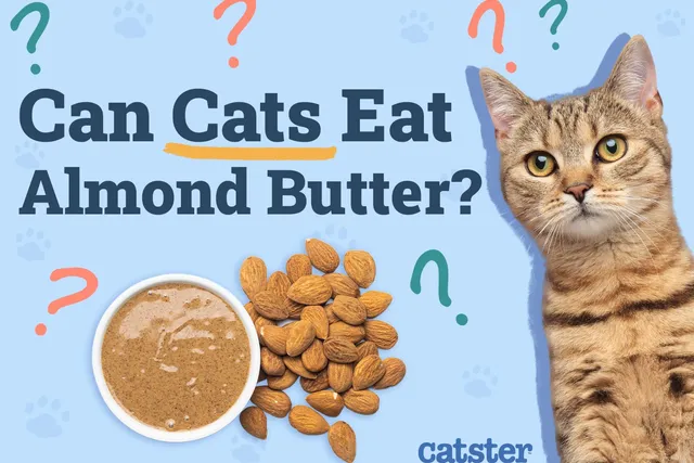 Can Cats Eat Almond Butter? Vet Approved Facts & FAQ