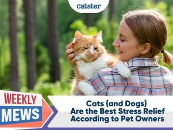 Cats (and Dogs) Are the Best Stress Relief, According to Pet Owners