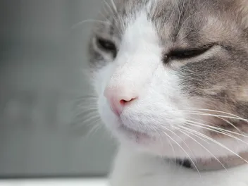 Why is My Cat Breathing So Hard? 9 Vet-Approved Reasons & What to Do