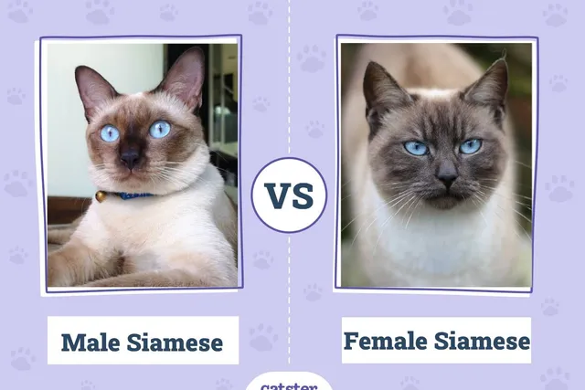 Male vs Female Siamese: What’s the Difference? (With Pictures, Vet-Reviewed)