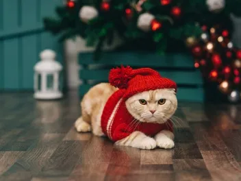Top 8 Cat Christmas Card Ideas to Inspire You (With Pictures)