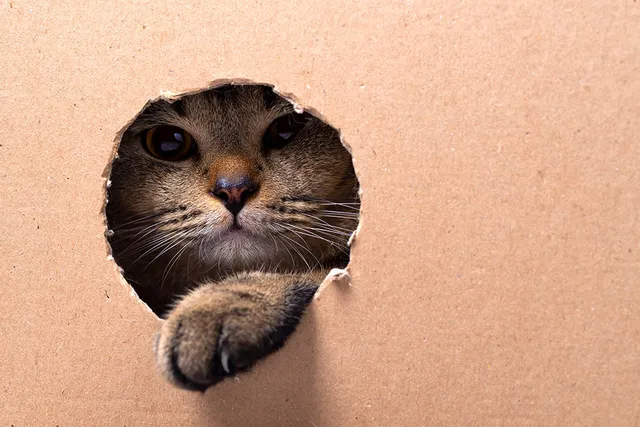 10 Amazing DIY Cardboard Cat Trees You Can Create at Home (With Pictures)