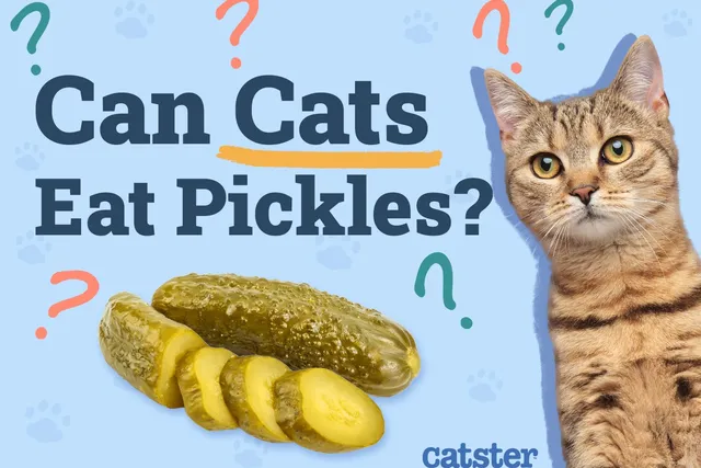 Can Cats Eat Pickles? Vet-Approved Health Facts & Nutritional Advice