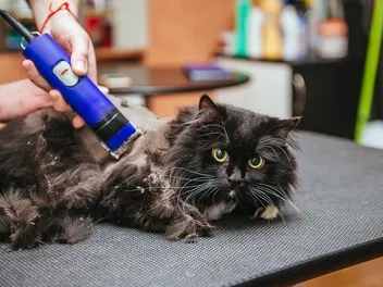 17 Funny Cat Haircuts That Will Make You Laugh (With Pictures)