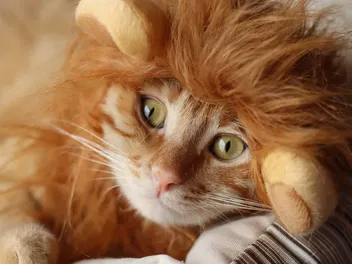 13 DIY Costumes for Cats You Can Make Today (With Pictures)