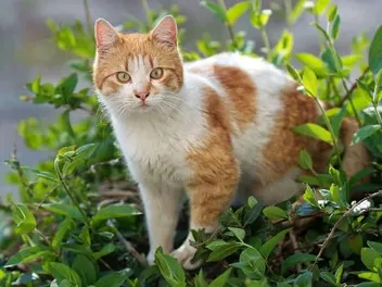 21 Plants That Are Safe for Cats (Vet Approved)