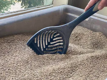 How to Dispose of Cat Litter Without Plastic Bags: 6 Vet-Verified Tips & Tricks