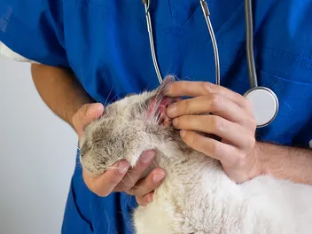 Yeast Infection in Cats (Malassezia Dermatitis): Our Vet Discusses Signs, Causes & Treatment