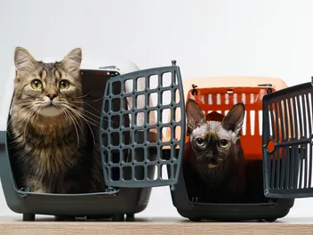 How to Choose the Right Cat Carrier in 2026: 7 Vet-Approved Steps