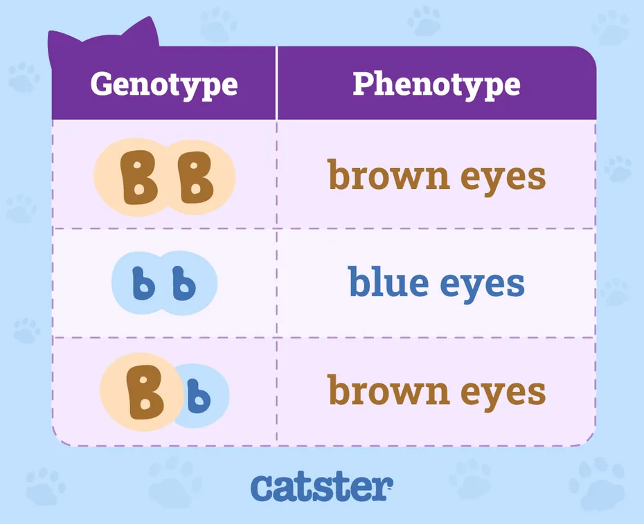 Predicting Phenotypes Color of the Eyes Infographic