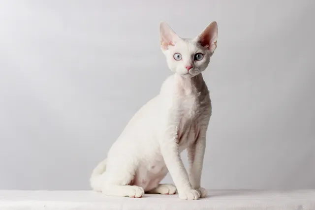 Devon Rex Cat Breed Info: Pictures, Temperament & Traits