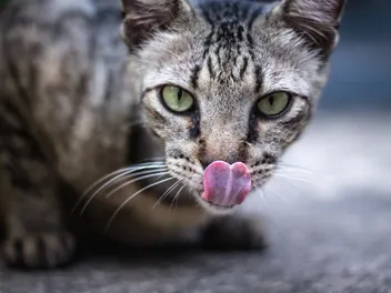 Your Cat Isn’t Picky – Their Nose Is Just Bored
