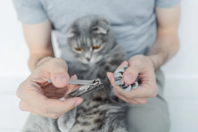 Can I Cut My Cat’s Nails With Human Nail Clippers? Vet-Reviewed Facts & Risks