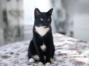 14 Fascinating Facts About Tuxedo Cats