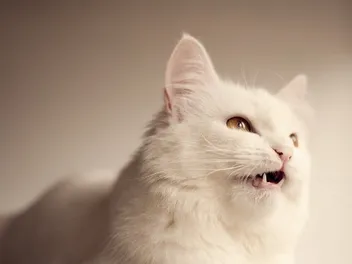 Is It True That All Cats Chirp? 5 Reasons Why They Do It