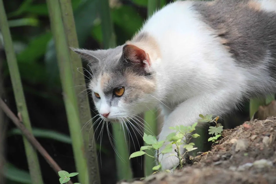 Close up of a dilute calico cat stalking and hunting in the garden bushes.