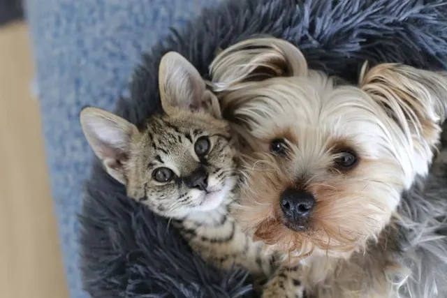 Can a Dog Get a Cat Pregnant? Vet-Reviewed Facts & FAQ