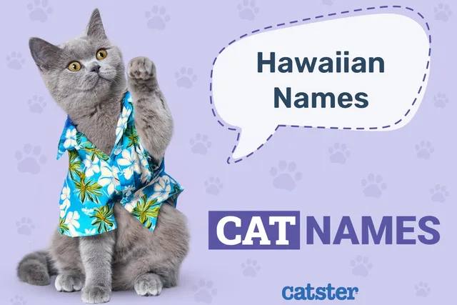 100+ Hawaiian Cat Names: Ideas for Laidback Kitties