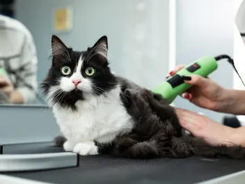 How to Shave a Cat's Bum: 6 Vet-Approved Steps