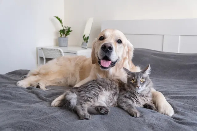 Can Cats Get Dogs Sick? Our Vet Explains Illnesses & Prevention Tips