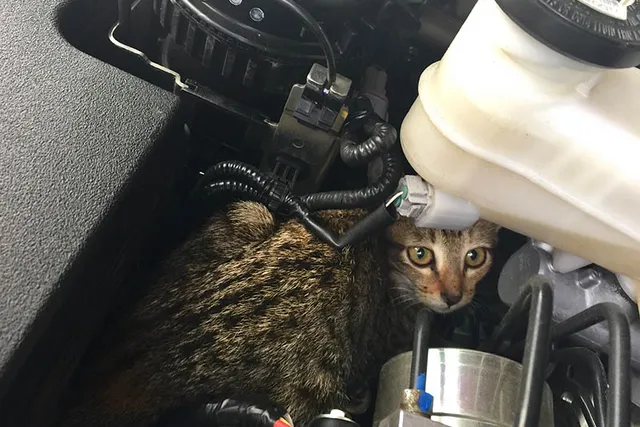 How Do Cats Get Under Car Hoods? Vet-Reviewed Guide on What to Do & Prevention Tips