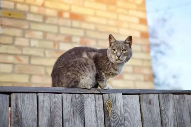 What Do You Do if You Find a Stray Cat? 4 Vet-Reviewed Steps to Take
