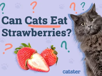 Can Cats Eat Strawberries? Vet-Approved Diet Facts & FAQ