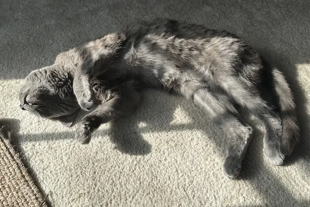 When Cats Enjoy the Good Life: Olga’s Indoor Existence