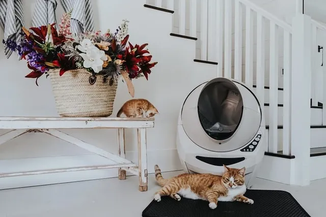 8 DIY Cat Litter Mats You Can Make Today (With Pictures)