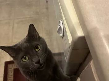Cats and Countertops: What Olga Gets Away With
