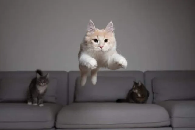 How Do Cats Jump So High? Vet-Approved Facts & FAQ