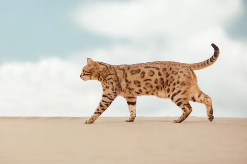 Savannah-wild-cat-walking