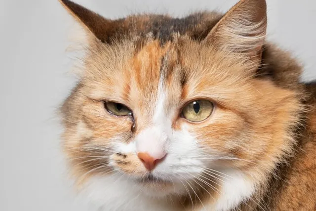 Will a Cat Eye Infection Heal On its Own? Our Vet Explains