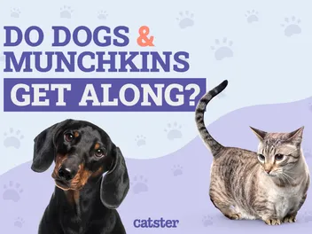 Do Munchkin Cats Get Along With Dogs? Vet-Reviewed Answer & Explanation