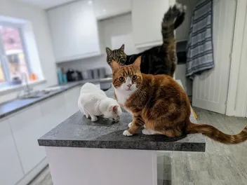 Why I Allow Our Cats on the Countertops: Dr Karyn's Perspective