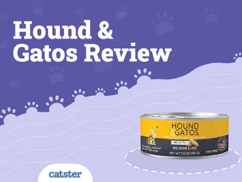 Hound and Gatos Cat Food Review 2026: Recalls, Pros & Cons