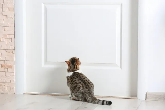 10 Do's & Don'ts of Confining a Cat to a Room at Night (Vet-Reviewed)