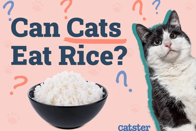 Can Cats Eat Rice? Vet-Approved Facts & FAQ