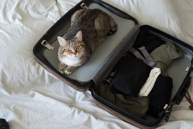 How Much Does a UK Pet Passport Cost in 2026? Requirements & Breakdown