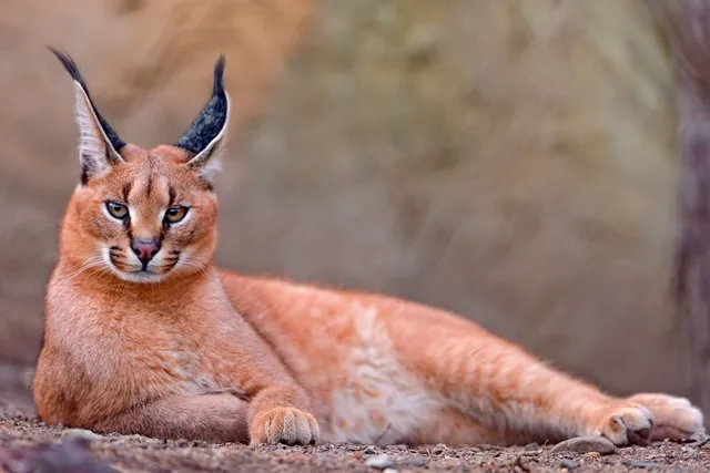 Do Caracals Make Good Pets? Vet-Verified Ethics, Legality & Facts