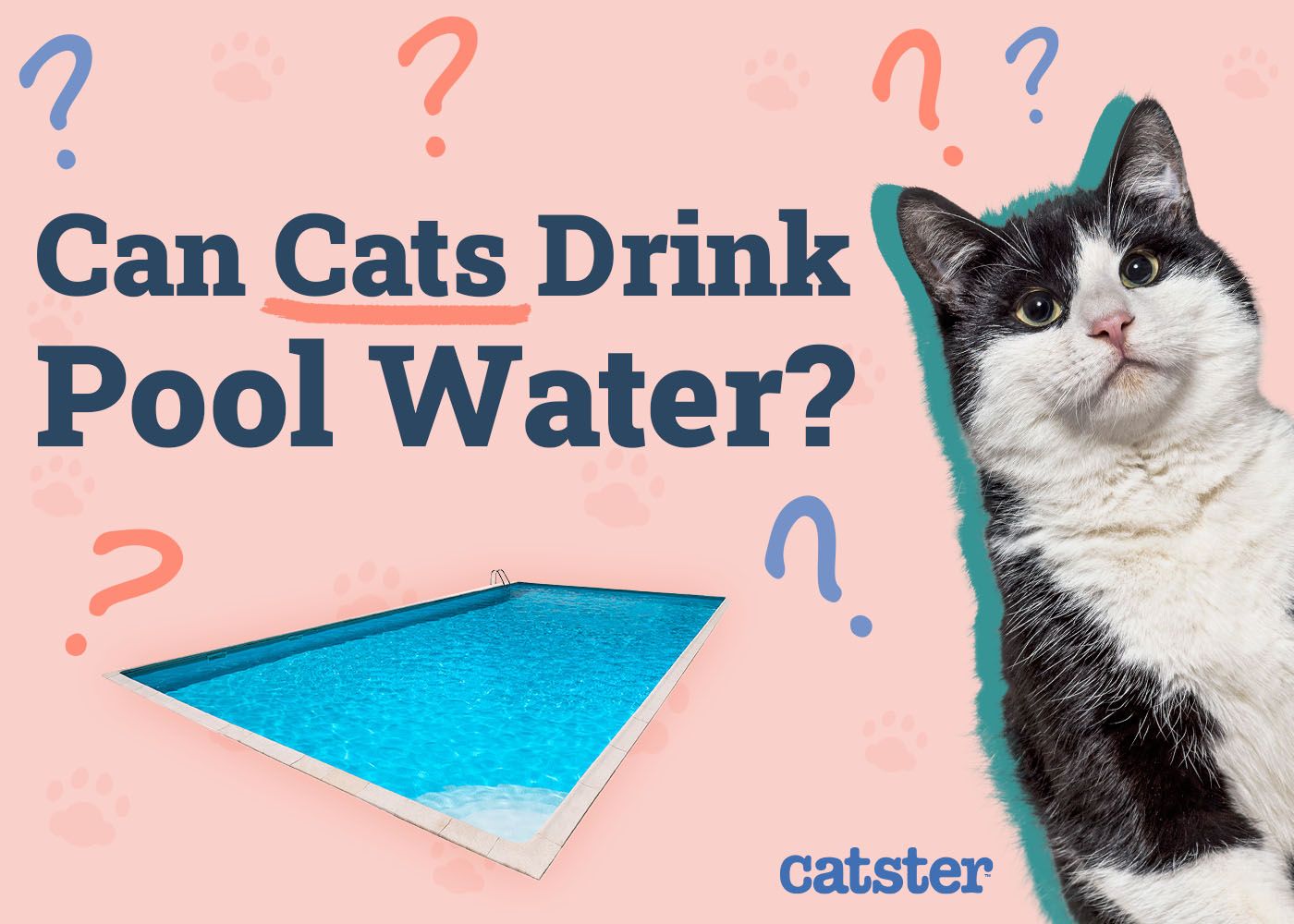 Can a Cat Drink Pool Water