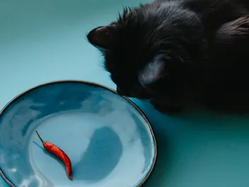 Can Cats Taste Spicy Food? Our Vet Explains Risks & Facts