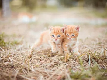 Will Sibling Cats Mate? Vet-Reviewed Ethical Issues & Prevention Tips
