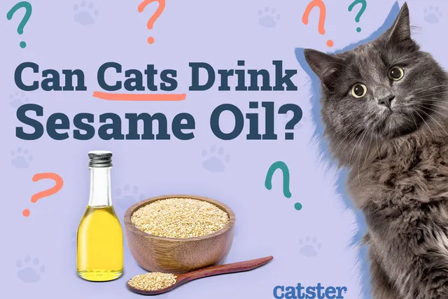 Can Cats Drink Sesame Oil? Vet Reviewed Nutrition Advice