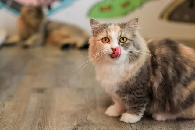 3 Food Sources of Thiamine for Cats (Vitamin B1): Vet Reviewed Options